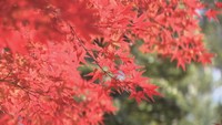 白峯寺で紅葉が進む 22日からはライトアップや文化財の特別公開も 香川・坂出市