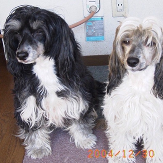 ご近所で生まれて譲渡してもらったチャイニーズ・クレステッド・ドッグのウインピー(左)とモルピー。(えり子さん提供)