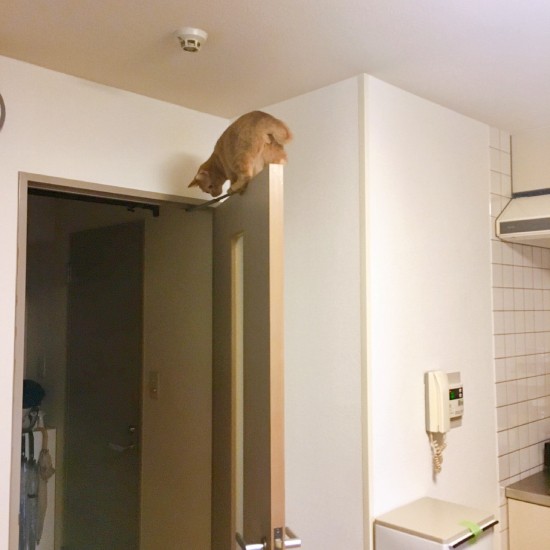 「え、そこに乗る?」「猫はバネがあるのさ」(池田さん提供)