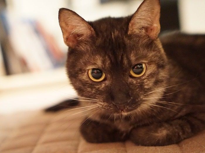 テーブルの下でじーっ