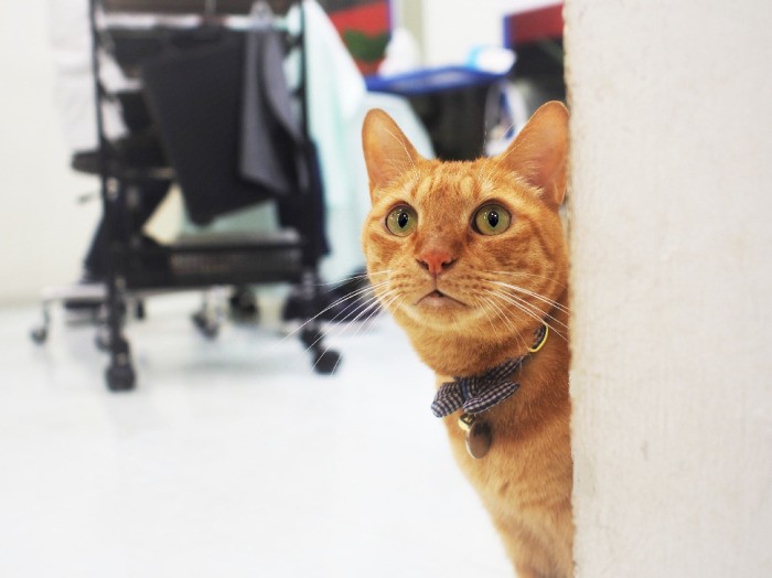 この仕事は、天職なり