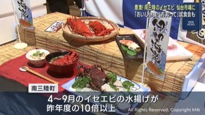 宮城・南三陸で豊漁 イセエビが仙台市中央卸売市場に入荷