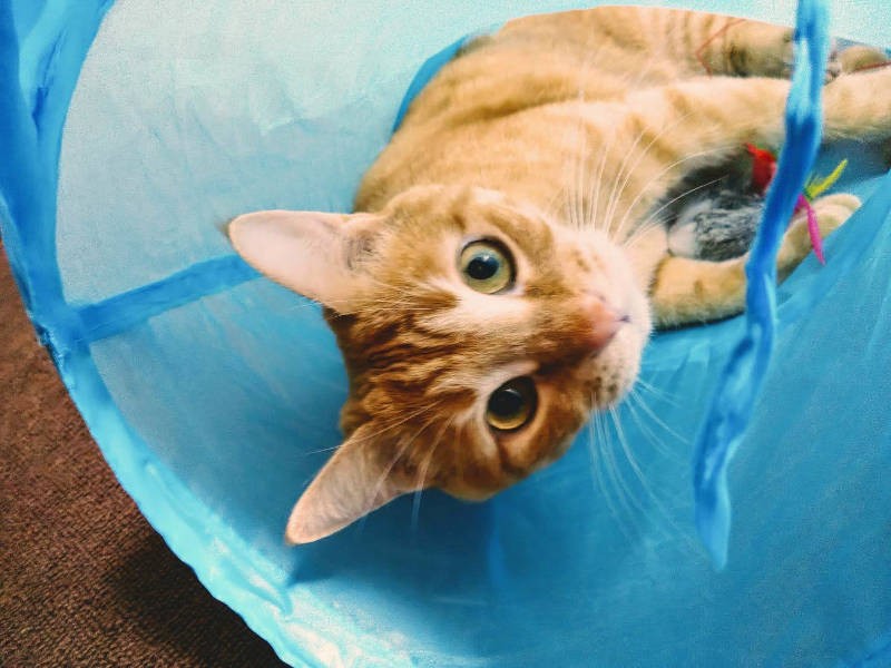シャカシャカトンネルがお気に入り