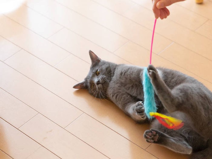 とにかく子猫は忙しいのだ