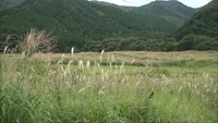 蒜山高原に秋の深まり ススキが一面に広がる 岡山・真庭市