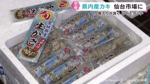 宮城県産のカキ出荷スタート 試食イベントも