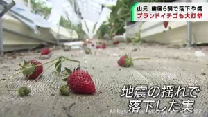 揺れで落下や傷の被害 ブランドイチゴに大打撃 震度6弱の宮城・山元町
