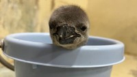 あなたの「推し」ペンギンに! ひなの名前は? 5つの候補から投票を! 高松市の新屋島水族館