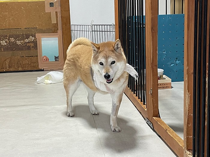 老犬シェルターで過ごす犬