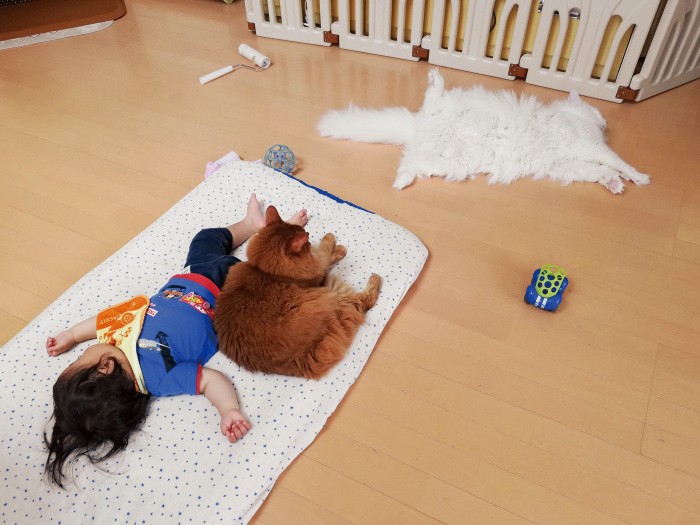 「独り寝の時はダラリ」 トヨは子守りモードのオン・オフ時でギャップが激しい