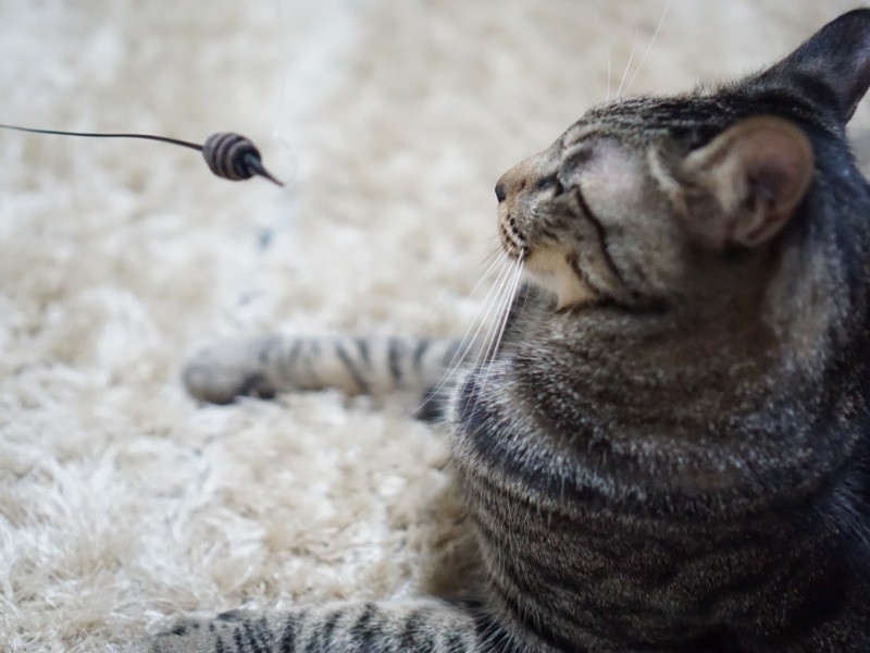 なにこれ……猫のことをよく考えて作ったオモチャで、真剣に遊ぶのがいちばんのこつかも