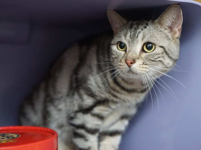 まずはキッチンで様子を伺って