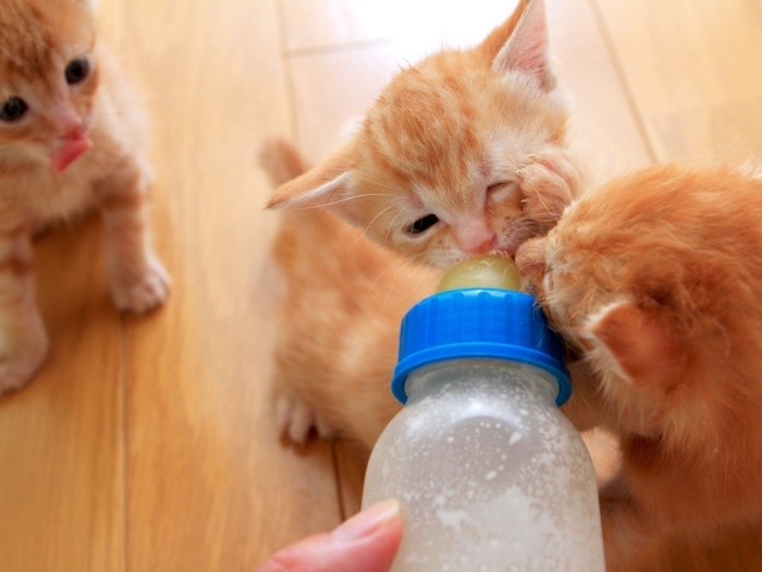 兄弟でミルクのとりあい? (ケニア・ドイ 撮影)