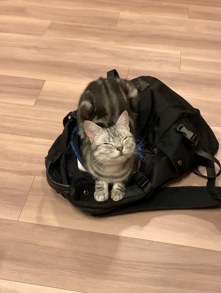 “猫都合による在宅ワーク”を希望! カバンの上に座り飼い主の外出を拒否する猫がたまらない…!