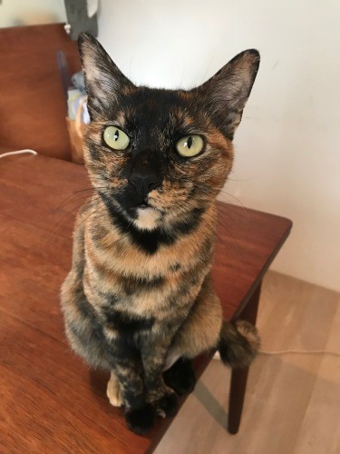 最近のブームは、テーブルの縁ギリギリに座ること(塚本さん提供)