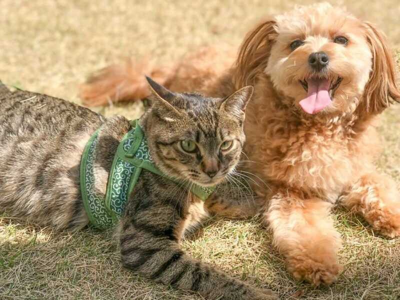 普段のもこと同居猫のサン