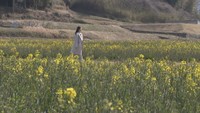 約30万本!まんのう町で菜の花の黄色いじゅうたんが見頃 気軽にピクニックできる新サービスも 香川
