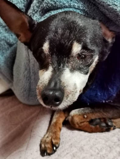 目が見えないなりに、カメラ目線のココ