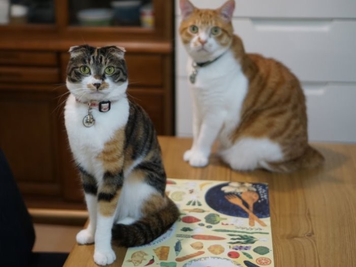 モデル立ちをする美脚のたれぞう