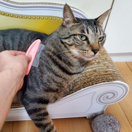 僕は櫛で毛を梳くのが好き