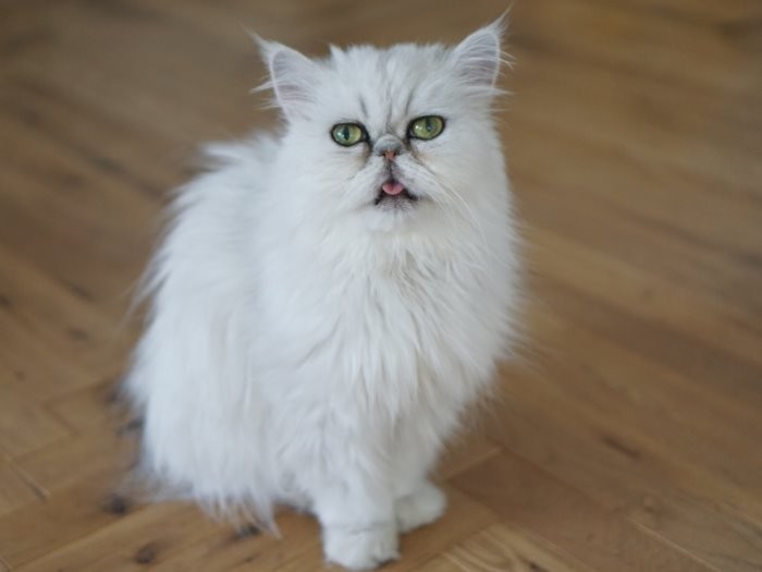 今はふわふわの毛並の「なこ」