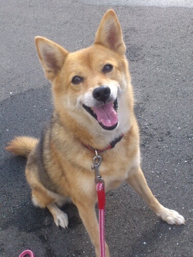 南さんが飼っていた「サク」ちゃん。以前勤めていた病院で輸血ドナー犬として活躍。退職する際、12歳で引き取り、家族となった(南さん提供)