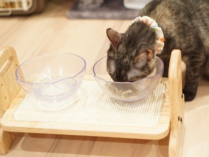 今は食欲も旺盛、ばりばりっ