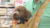 【こつこつ防災】いざという時にペットと避難、準備は大丈夫?注意点とお役立ちグッズをご紹介