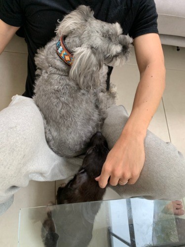 甘え中のJIROと下にいるのは、今一時預かりをしている野犬くん
