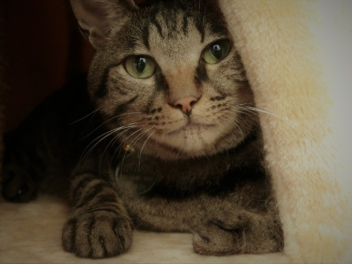 長谷川潤さんの飼い猫になったポルカ(撮影:小林三枝子)