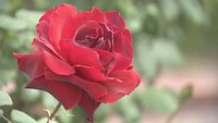 高松市の仏生山公園のバラが見頃 5月中旬まで