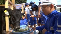 特産の千屋牛が小学校に 散歩やえさやり…子牛の飼育体験 岡山・新見市