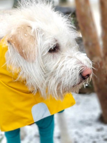 雪が降ったとき。モジャ毛にも雪が……!(大沼由希子さん提供)