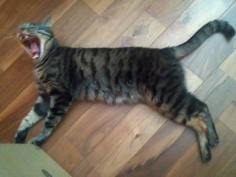 某スポーツブランドのマークのようだなあ……と上から撮影していたら「ふわぁぁぁぁ~……」さすがです。