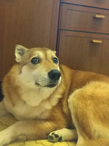つくねは高橋さんの2代目の愛犬(高橋さん提供)