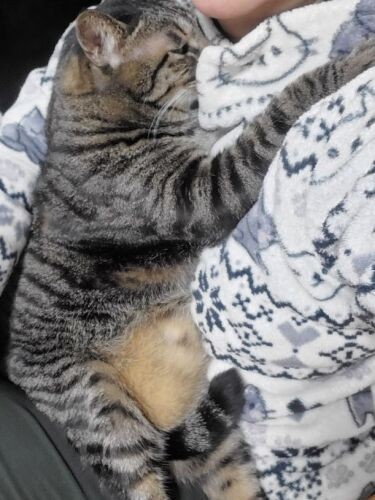 はっぴー!健康のため、ゆっくりと減量をがんばっていきましょう