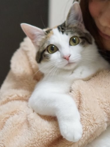 かわいさビーム!「虜になってもいいわよ」