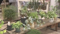 水はどのくらいあげる?初心者向けはどんなもの? 観葉植物にまつわる疑問 香川【みんなのハテナ】