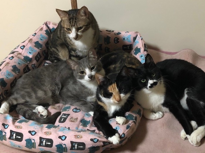 新シェルターへの転居前にご近所にごあいさつに伺い、保護猫への理解を得たそう。ご近所の高齢者が散歩ついでに猫と遊びにくることもあるとか