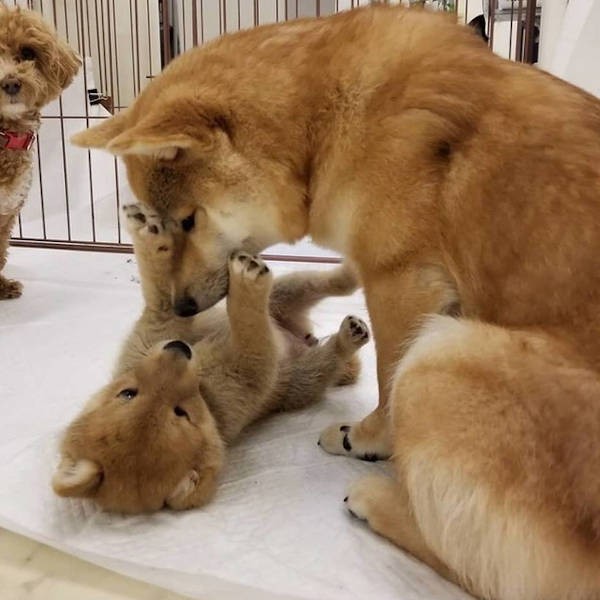 まるで子犬を見守るお母さん犬のようなやさしいまなざし(UG提供)
