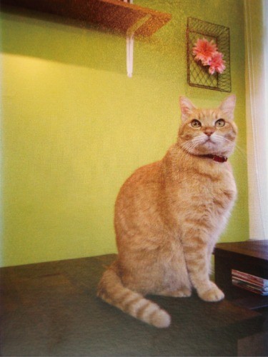 初代チャイ営業部長