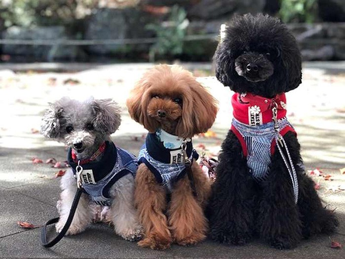 右からもっぷちゃん、ぶらしくん、ほこりくん