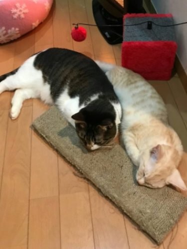 生後8か月頃の栗太郎と、爪とぎの上で仲よく昼寝中