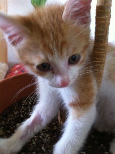 天ちゃんの子猫時代、赤くなっているのは留置針(静脈点滴)の跡。「一発で針が入ったのは運がいい!助かるかも」と先生に言われたそう(千鶴子さん提供)