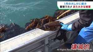 2月末の大しけで養殖ワカメなどに被害 1月の大しけによる被害に続いて再び 宮城・南三陸町