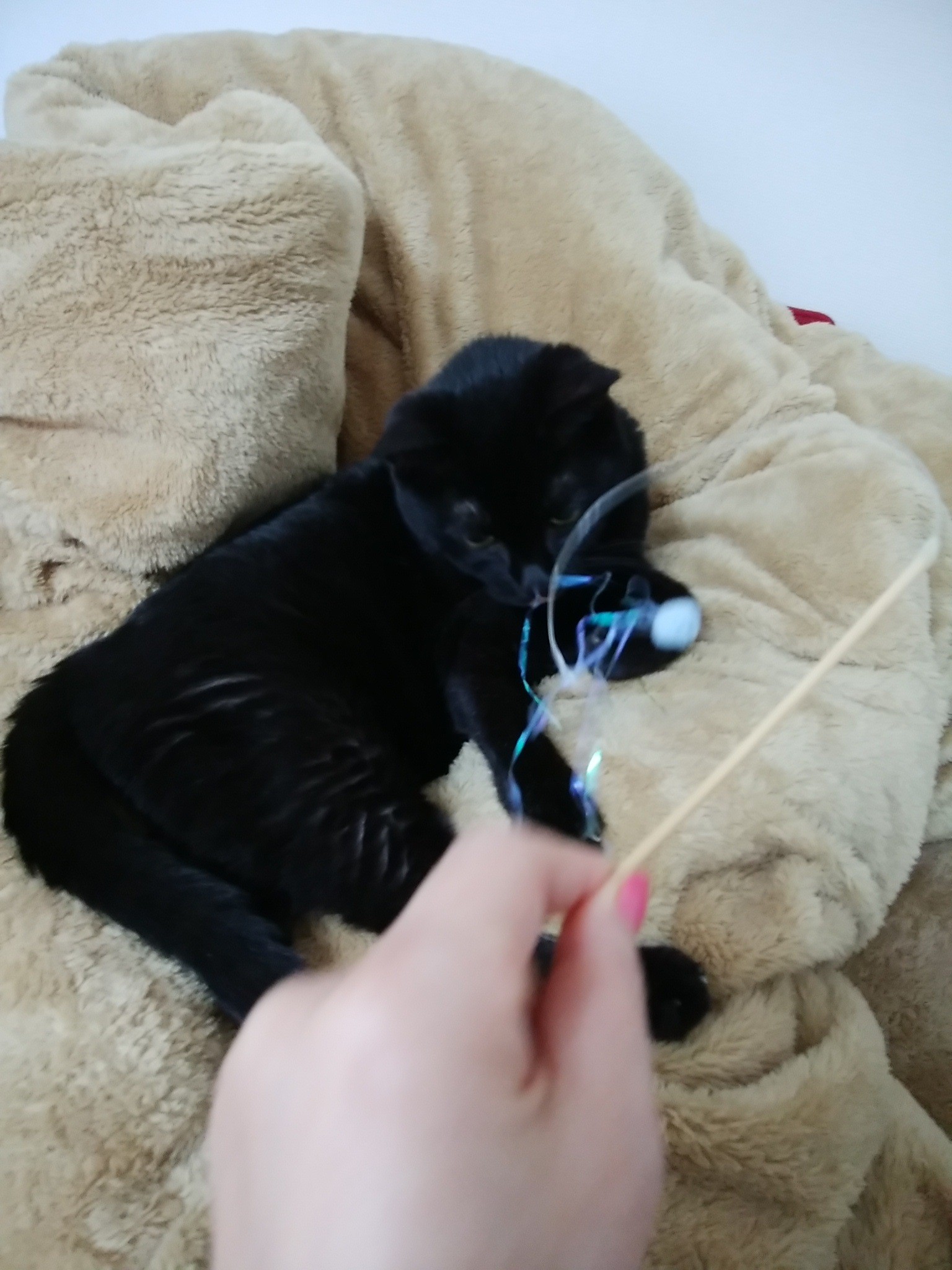 老猫は小さなオモチャでちいさな動きで遊ぶ。それでもよい刺激に!(ぷちボンボンは軽いので2本指で操れる)