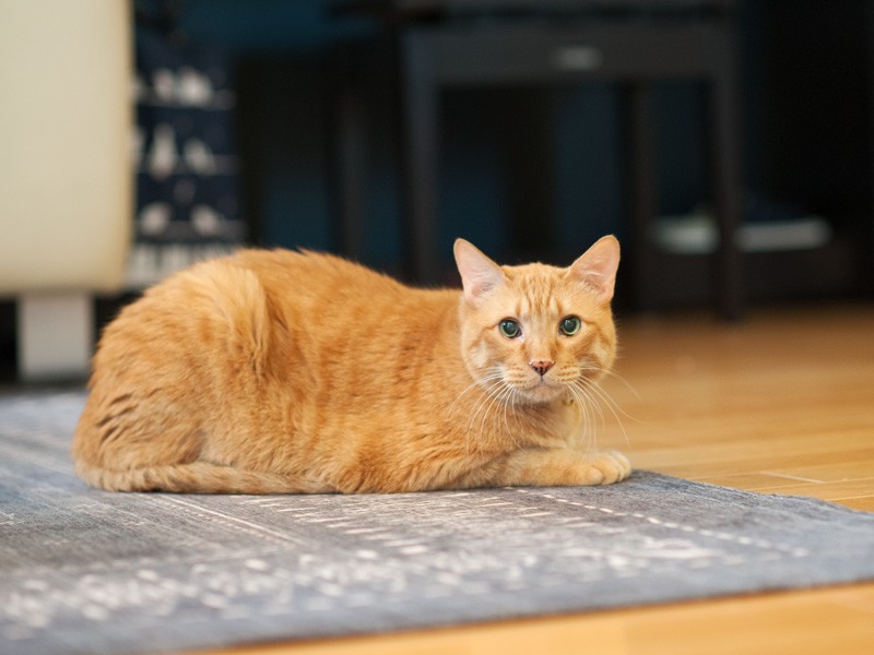 「お母さん、今日はピアノ弾かないの?」(小林写函撮影)