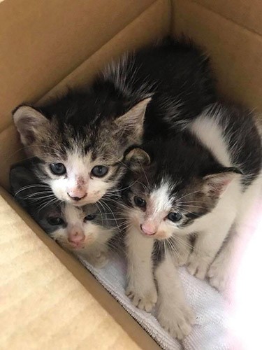 捨て猫だった風太兄弟(陽子さん提供)