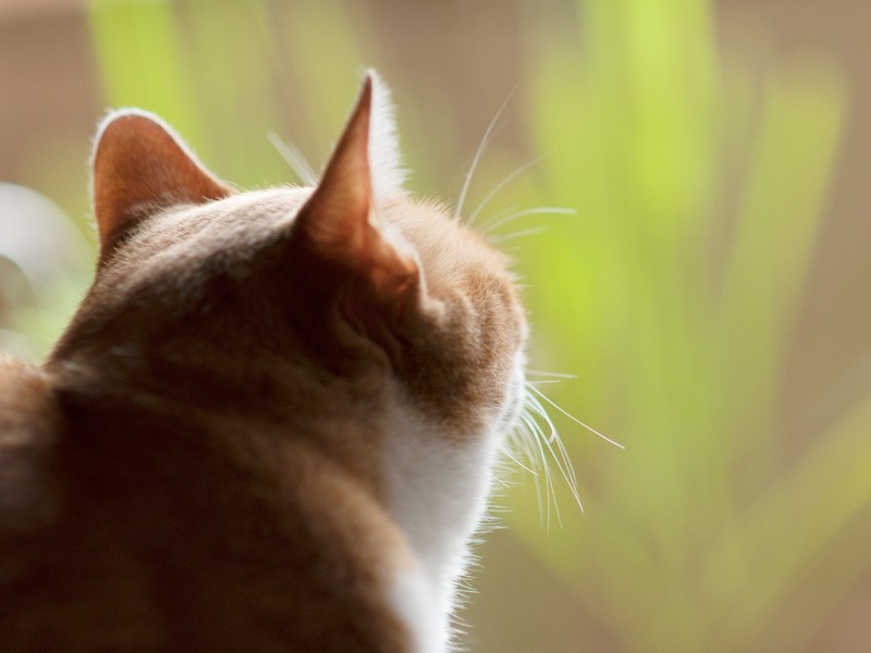 「風が夏の終わりを感じさせるな」(小林写函撮影)