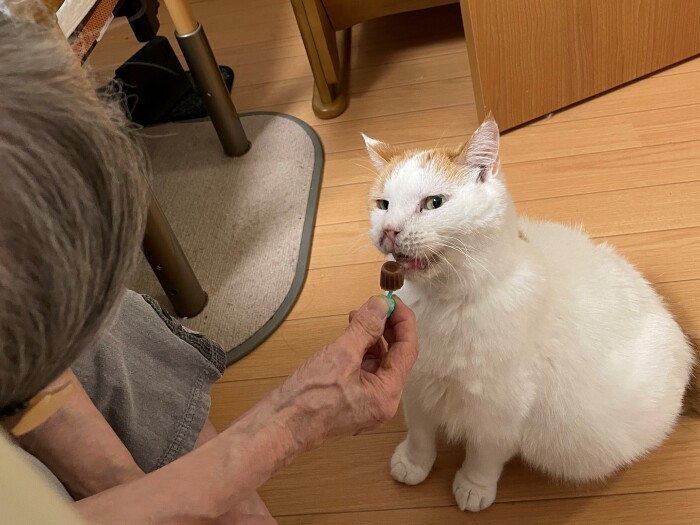 ご機嫌な表情でアイスをなめるしろくん(南さん提供)